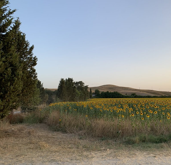 Crete Senesi - Sunflowers